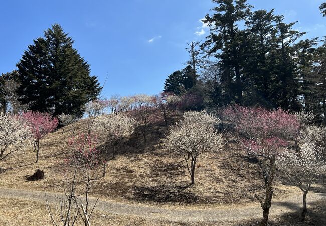 修善寺温泉の祭り イベント クチコミ人気ランキングtop3 フォートラベル 静岡県
