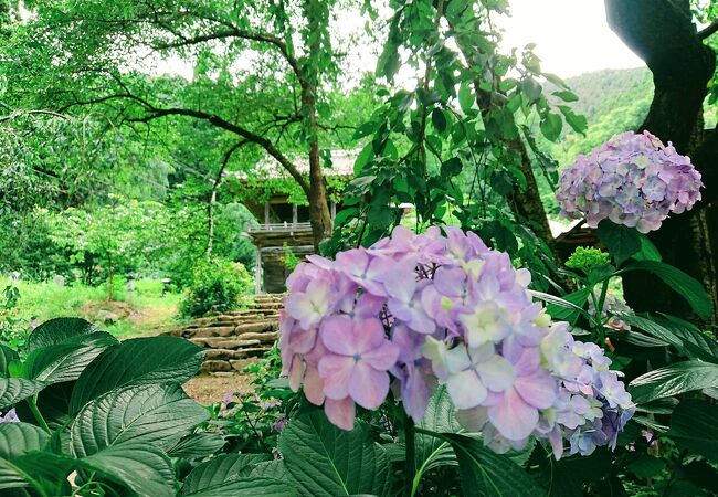 長野のアジサイ寺