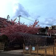 桜とひよどり