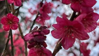 梅苑「花の庭」公開 ＆「曲水の宴」