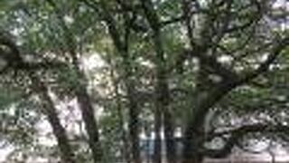 ペリー来航の図にも描かれたそうです。