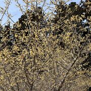 ロウバイ、梅、桜など春の花が順番に見頃に