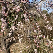 しだれ桜