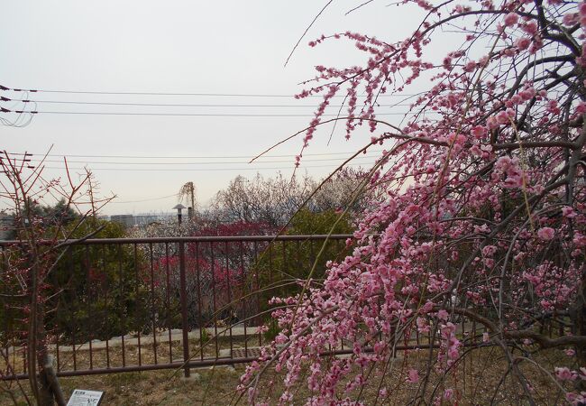 住宅地の中の梅林です。