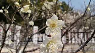 梅園はいまいち…