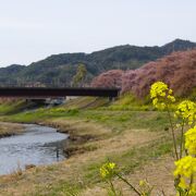 河津桜と菜の花のコラボが楽しめました