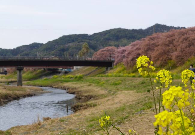 河津桜と菜の花のコラボが楽しめました