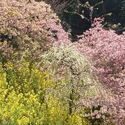 春はもうすぐ！お花いっぱい