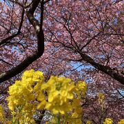 満開の河津桜