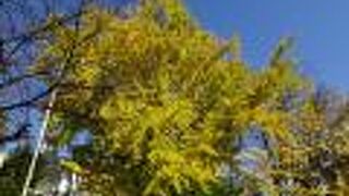 街中の喧騒とは隔絶された神社 （天祖神社）