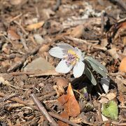 四季を通じて山野草が楽しめる