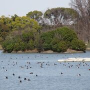 広い池には多くの野鳥がいて、畔の大きな風車が素敵な光景です