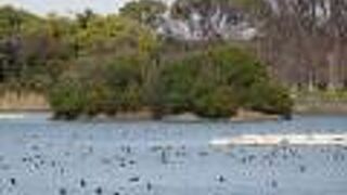 広い池には多くの野鳥がいて、畔の大きな風車が素敵な光景です