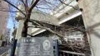 歴史を伝える桜