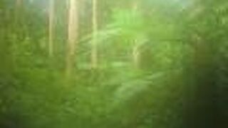 屋久島のアマゾン