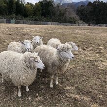 羊はたくさんいました。