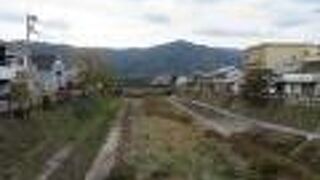 さほど柳はないですね