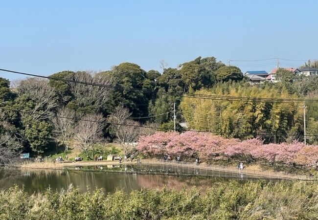 広々とした池