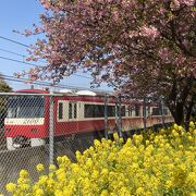 河津桜の桜並木を疾走