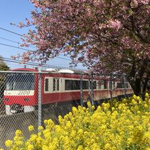 河津桜のピンクと菜の花の黄色に良く映える京急の赤い電車