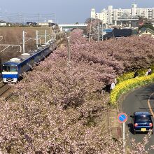 桜並木を行く青い電車
