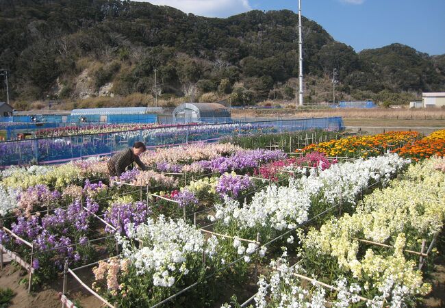 白間津お花畑 クチコミ アクセス 営業時間 千倉 フォートラベル