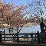 三浦海岸河津桜並木と一体となった花見スポット