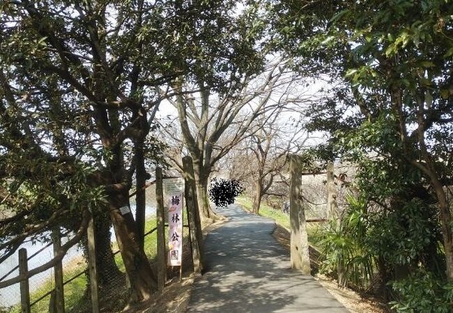 ３００本の梅の木を楽しめる公園