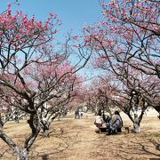 南公園の梅は…