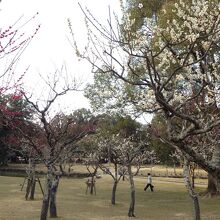 奈良公園の梅林