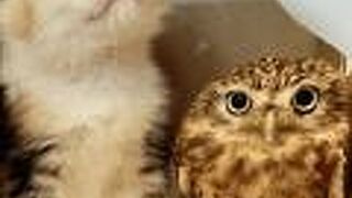 宝塚市立文化芸術センター　