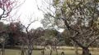 奈良公園内に有る梅林