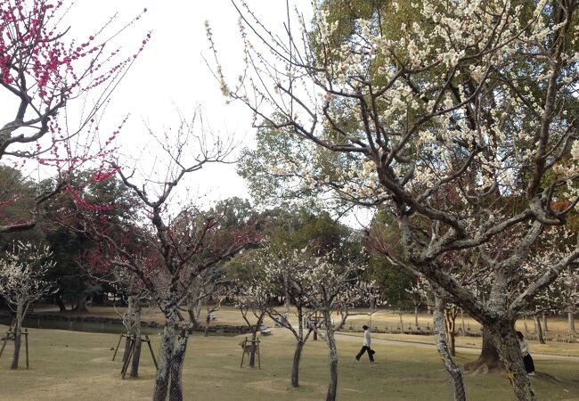 片岡梅林 クチコミ アクセス 営業時間 奈良市 フォートラベル