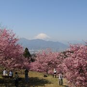 河津桜の桜並木、河津桜の丘、河津桜と富士山が楽しめる「おおいゆめの里」
