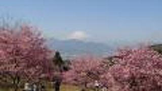 河津桜の桜並木、河津桜の丘、河津桜と富士山が楽しめる「おおいゆめの里」