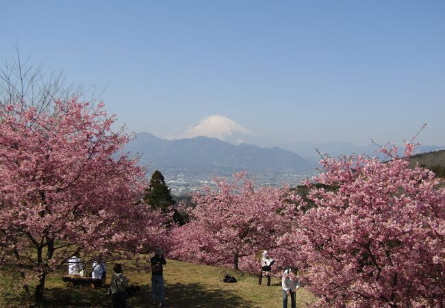 河津桜の桜並木、河津桜の丘、河津桜と富士山が楽しめる「おおいゆめの里」