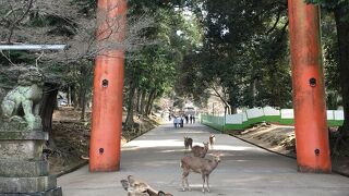 奈良公園付近至る所に
