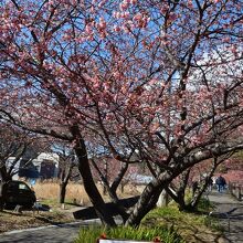 音蔵の桜