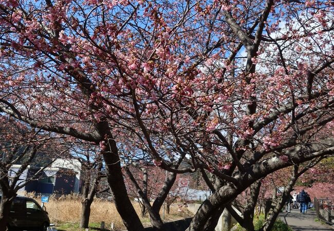 音蔵の桜