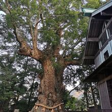 来宮神社