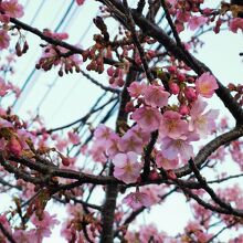 河津桜観光交流館 