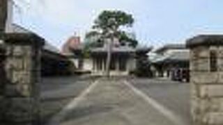 立派な松が生えています