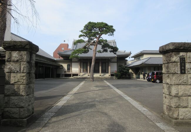 立派な松が生えています