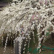 大縣神社豊年祭