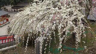 大縣神社豊年祭