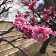 多くの種類の梅の花