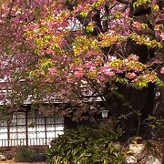 この河津桜原木から