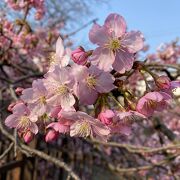 まぁ美しい　一足早く春爛漫（河津桜）