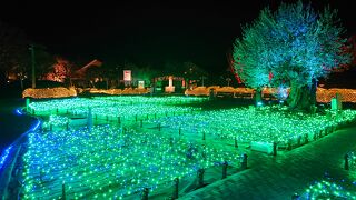 イルミネーションとベゴニアが有名です