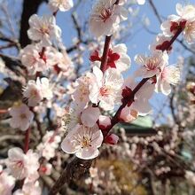 いろいろな梅が